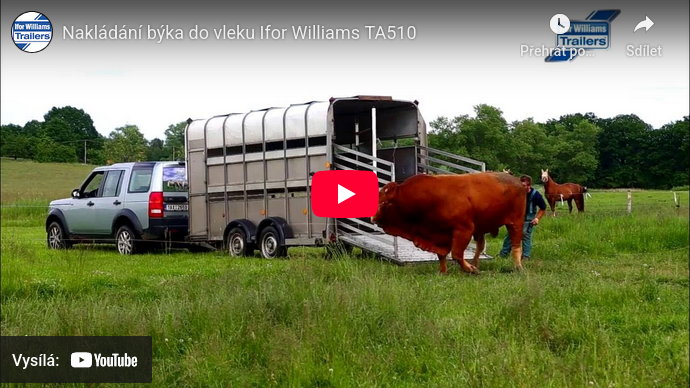 Nakládání býka do vleku TA510